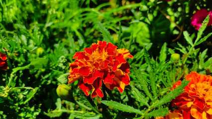Blooming Marigold flower in the summer