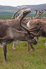Reindeer part of the Reindeer herd of the Cairngorms, Scotland