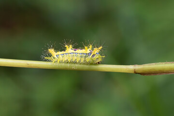 Limacodidae in Nat Cat Tien jungle