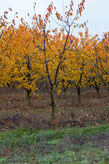 beautiful cherry trees in the orchard in the autumn season