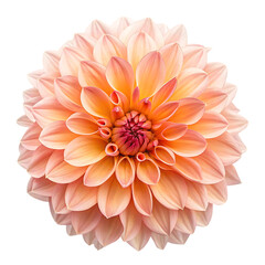 Fototapeta premium Peach Dahlia Flower Head on White