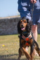 Cocker spaniel working dog on a lead. 