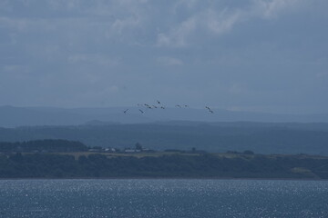 Small flock of birds (oyster catchers) flying over the ocean in scotland near Inverness