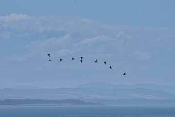 Small flock of birds (oyster catchers) flying over the ocean in scotland near Inverness