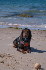 Cocker spaniel working dog at the beach