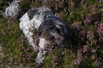 Adventure dog. Cute small black and white fluffy dog out on an adventure holiday. 