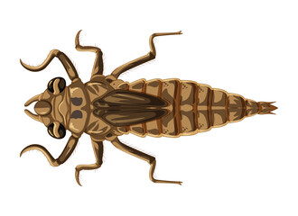 Diverse Animal Kingdom Vector Set art