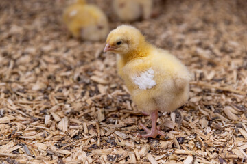 chicken chicks about three days old in yellow fluff in the poultry farm building