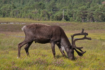 Reindeer part of the Reindeer herd of the Cairngorms, Scotland