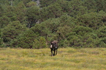 Reindeer part of the Reindeer herd of the Cairngorms, Scotland