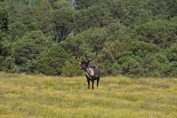 Reindeer part of the Reindeer herd of the Cairngorms, Scotland