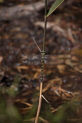 Close up of a dragonfly on a twig near a stream