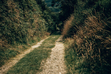 Sunny Woodland Path through Green Hedgerows in the Devon Countryside
