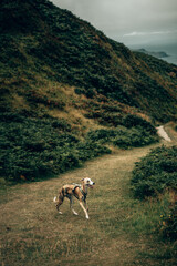 Brindle Whippet Walking on Coastal Path in Devon – Dog Outdoors Photography