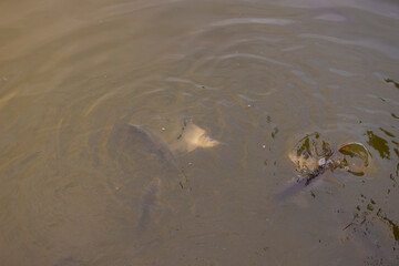 A group of hungry fish in a lake, dirty water in a lake with a lot of carp under water, top view