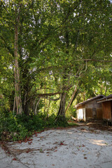 Lush green expanses with dense tree canopies illuminated by the sun, creating natural curves.