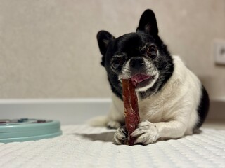 Happy chihuahua nibbles a bone at home. High quality photo