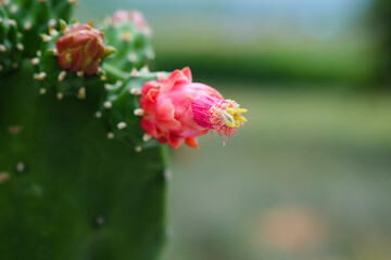 Pink flower of cactus with green leaves background. Close up.