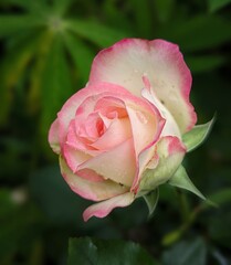 pink rose with water drops pink rose flower in the garden flowers macro photography 