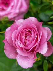 pink rose close up pink rose flower in the garden flowers macro photography 