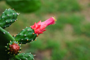 Pink flower of cactus with green leaves background. Close up.