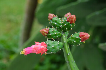 Pink flower of cactus with green leaves background. Close up.