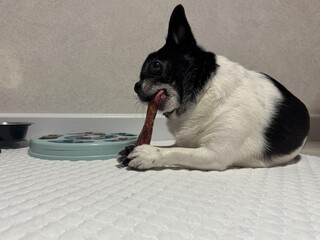 Happy chihuahua nibbles a bone at home. High quality photo