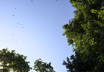 A dense green canopy of trees frames the image, revealing a bright blue sky above