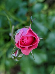 pink rose in garden pink rose flower in the garden flowers macro photography 