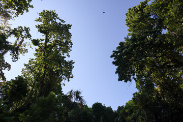 Tall trees with dense green leaves form a canopy under a bright blue sky