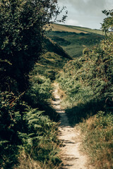 Sunny Woodland Path through Green Hedgerows in the Devon Countryside