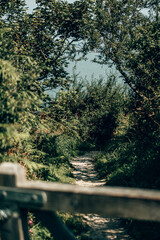 Sunny Woodland Path through Green Hedgerows in the Devon Countryside
