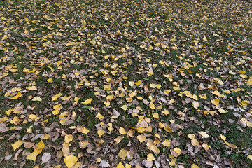 cloudy weather in the autumn season in the park during leaf fall and yellow foliage falling to the ground in autumn season