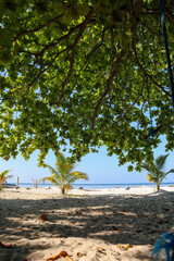 Lush green branches form a natural canopy over the sandy beach. The ground was sprinkled with fallen leaves. In the distance