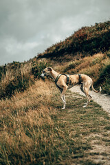 Brindle Whippet Walking on Coastal Path in Devon – Dog Outdoors Photography