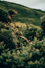 Sunny Woodland Path through Green Hedgerows in the Devon Countryside