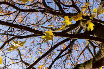 the last leaves of orange and yellow on the branches of the maple tree in the autumn season in sunny weather, the beautiful foliage of maples during the fall in Indian summer