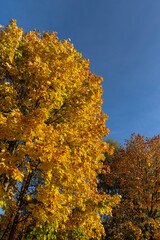 Maple foliage in the autumn season against the background of the blue sky in sunny weather,...
