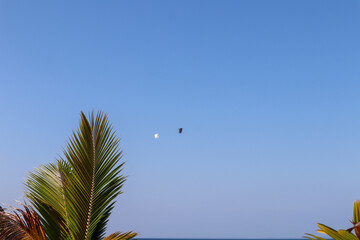 The sky is a bright blue with a few scattered clouds over the sea. The foreground of a palm tree...