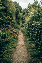Sunny Woodland Path through Green Hedgerows in the Devon Countryside