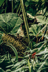 Giant Brazilian Rhubarb Close-Up with Shallow Depth of Field