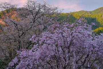 Sunset sky over cherry blossom trees in bloom in Yoshino, Japan, home of the Yoshino Prunus tree cultivar