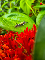 cutterpillar on a flower