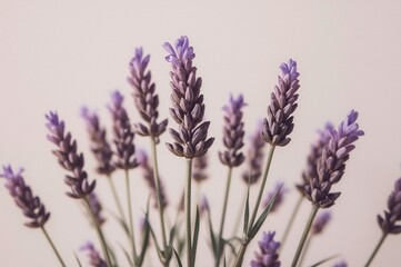 Fototapeta premium Lavender blossoms, close-up, neutral background, floral design