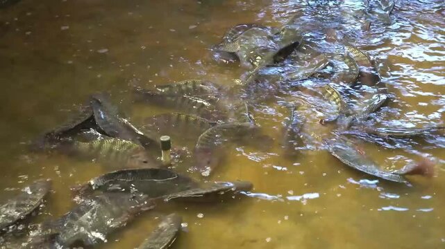 Nile tilapia floated near the water surface in the pond to breathe oxygen and wait for the pellet food in the fish farming industry to trade.