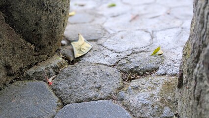 A shallow depth of field shot captures a textured path of gray paving stones and scattered leaves...