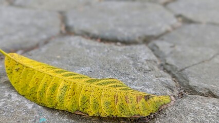 A vibrant yellow-green leaf with visible veins lies on a textured gray paving stone path, captured...