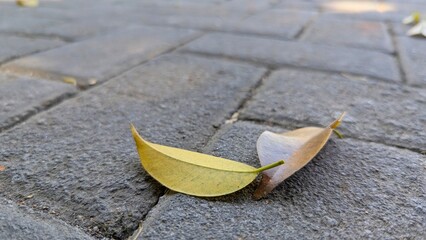 A close-up, low-angle shot of two fallen leaves, one yellow and one brown, resting on a gray brick...