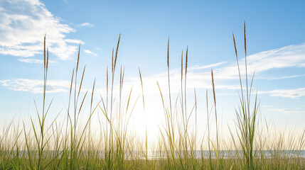 Sunlight shining through tall grass against clear blue sky creates serene atmosphere