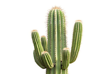 Tall green saguaro cactus with multiple arms against white background